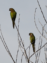 Pacific Parakeets